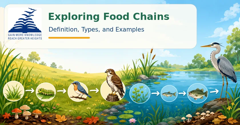 Exploring Food Chains: Definition, Types, and Examples -Presidency School Banashankari.