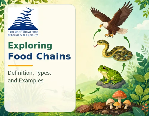 Exploring Food Chains: Definition, Types, and Examples-Presidency School Banashankari